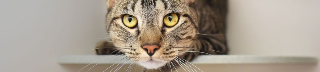19 -Pet care পোষা প্রাণির যত্ন