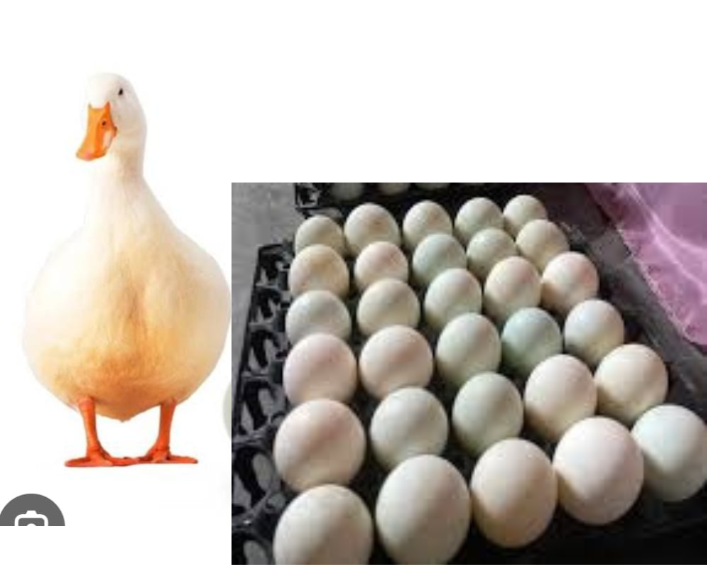 Deshi Duck Tray of Eggs (30pcs) হাঁসের ডিম