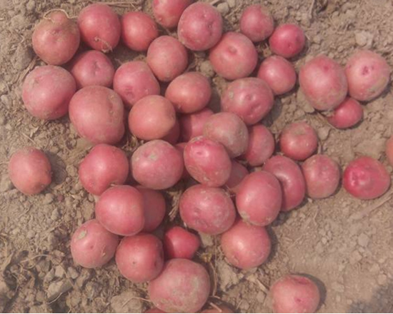 Pagri potato-Pagri Alu পাগরি আলু